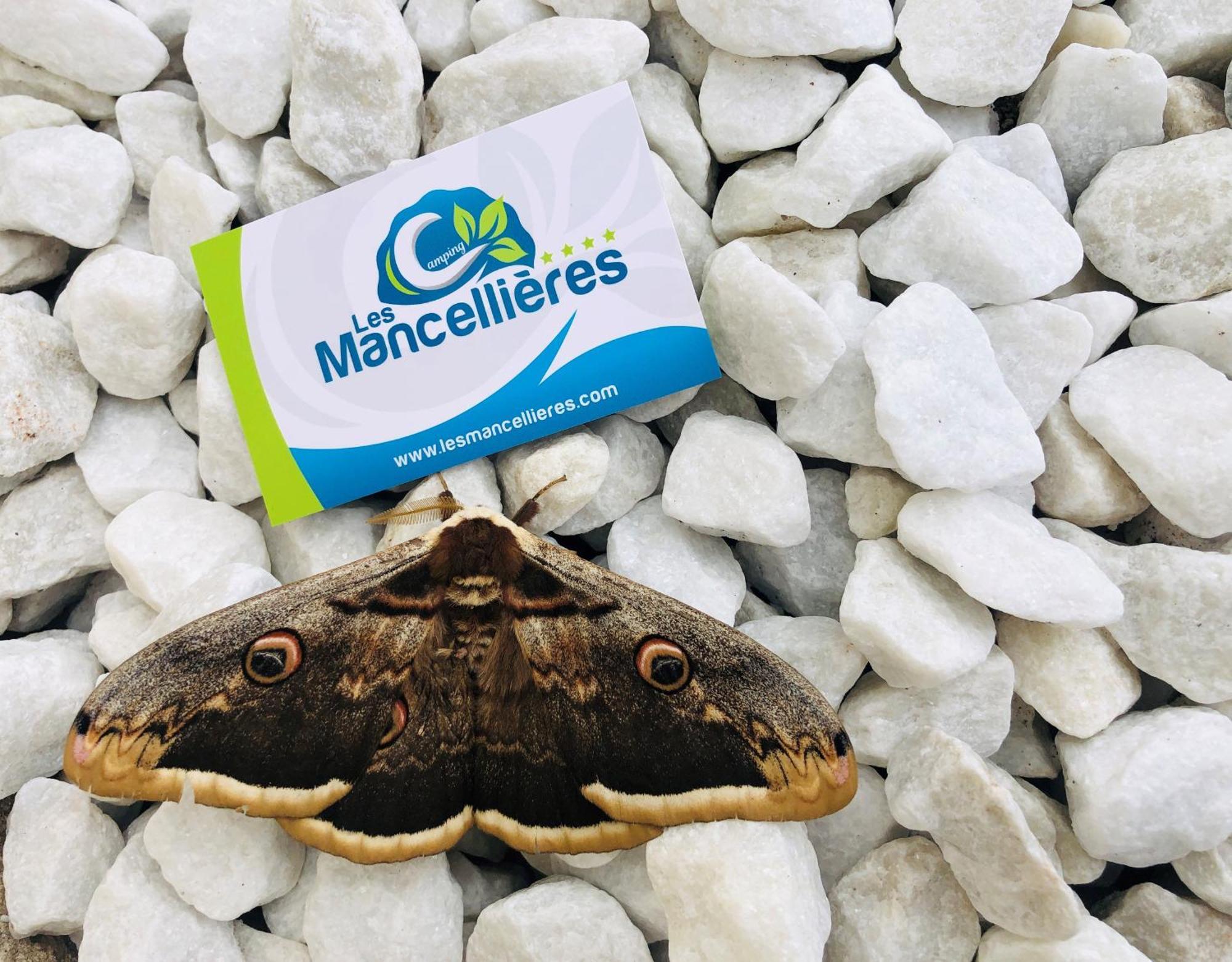 Camping Les Mancellieres Avrillé